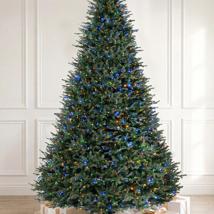 Balsam Fir Tree-12Ft