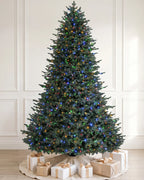 Balsam Fir Tree -7.5Ft