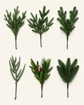 Vivatrees Foliage Sample Kit