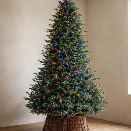 Balsam Fir Tree-12Ft