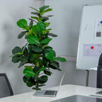 5FT/6FT Artificial Fiddle Leaf Fig Tree in White Planter  Faux IndoorOutdoor Floor Plant with Realistic Leaves for Home & Office Decor