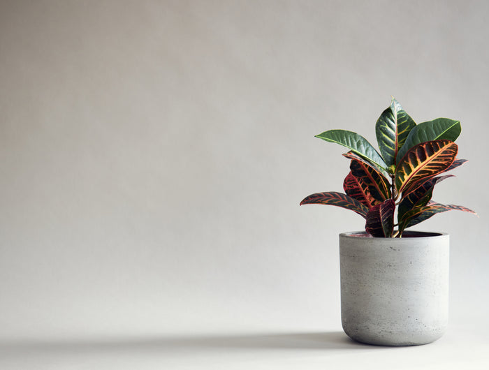 <em><strong>From a Seed of an Idea to Everlasting Elegance</strong></em>